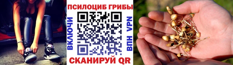 kraken ONION  Сусуман  Псилоцибиновые грибы Psilocybine cubensis 